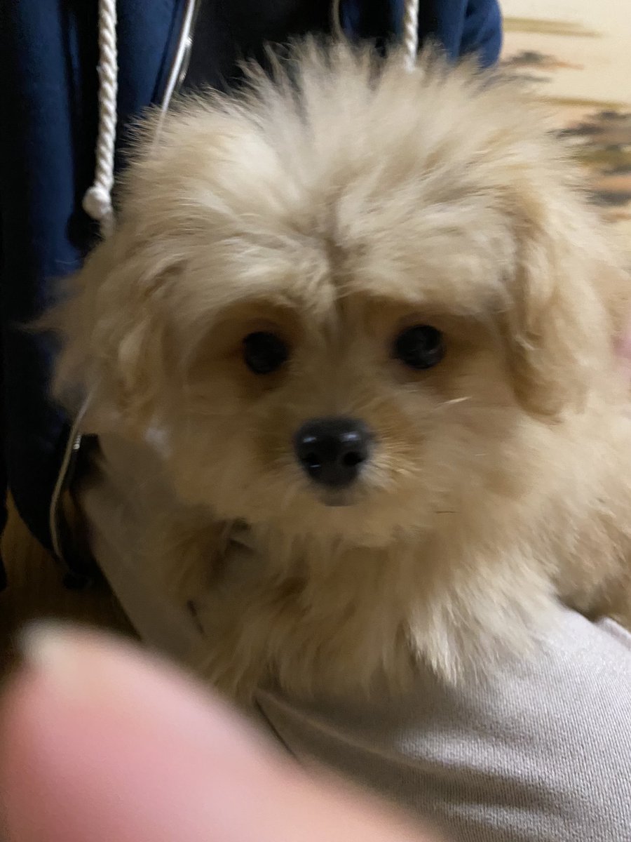 pucchi_ham's tweet photo. 大晦日の休日出勤から帰ったら家族が増えてた件についてฅ^•ﻌ•^
ミサイルすぎて写真撮れん笑 https://t.co/piljIA8D58