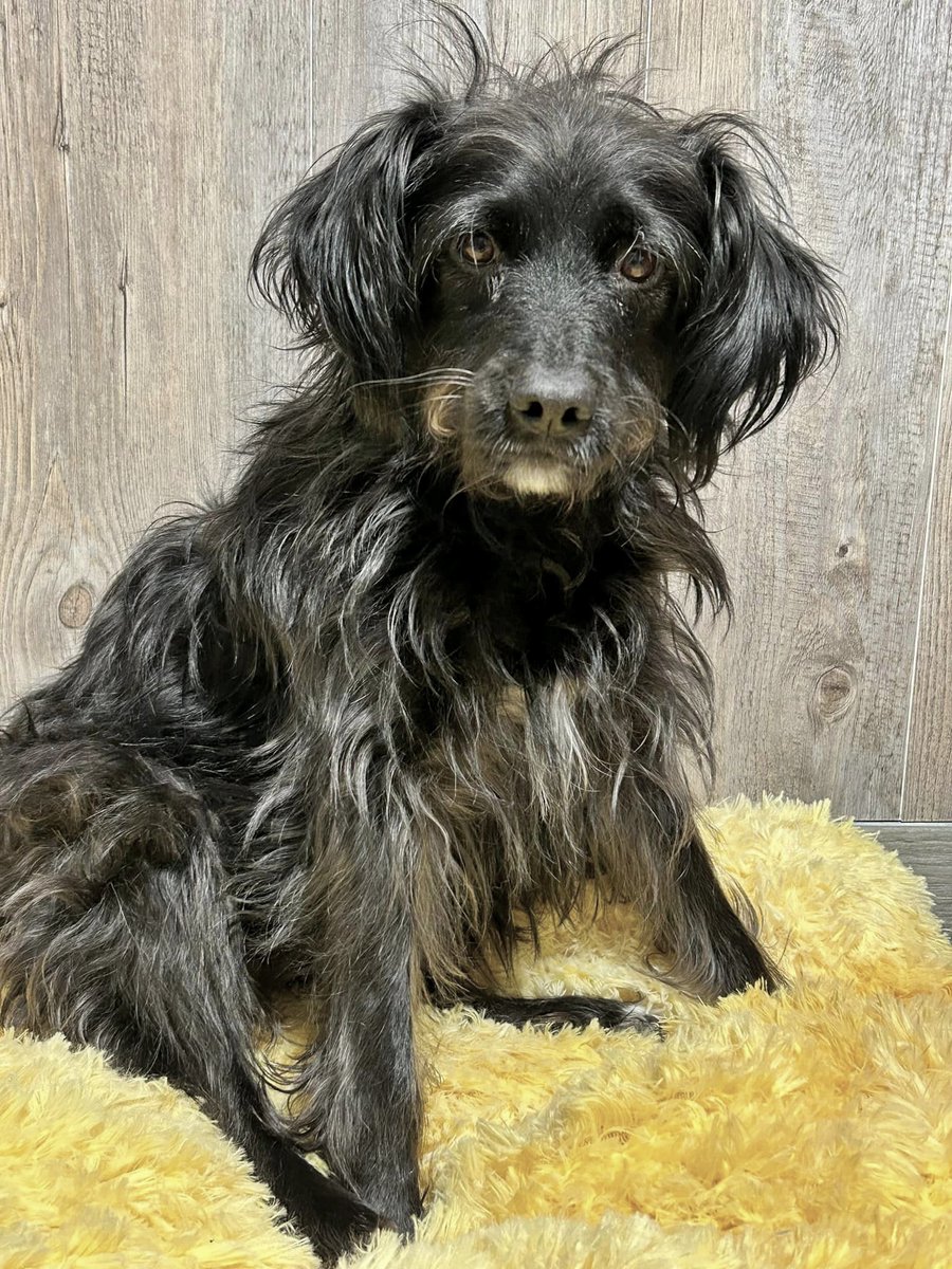 SOS Abuelos tweet media