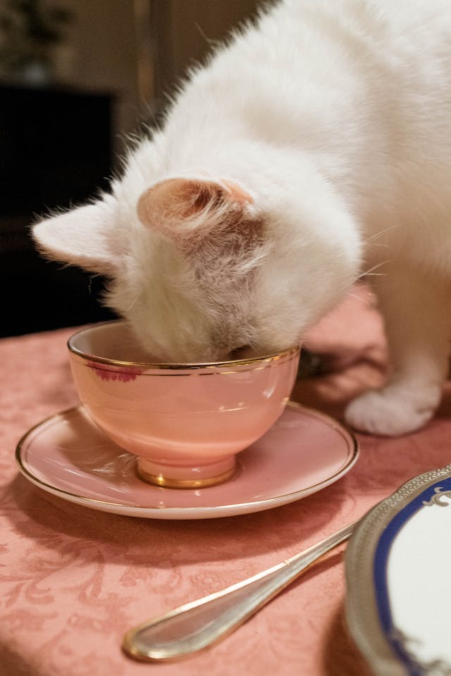 🍽️ Create a dining experience fit for royalty! From gourmet wet food to high-quality kibble, curate a menu that pampers your cat and keeps them healthy and content. #RoyalFeast #FelineRoyalty #PamperedPets #CatCulinaryDelights #HealthyAndHappyCats