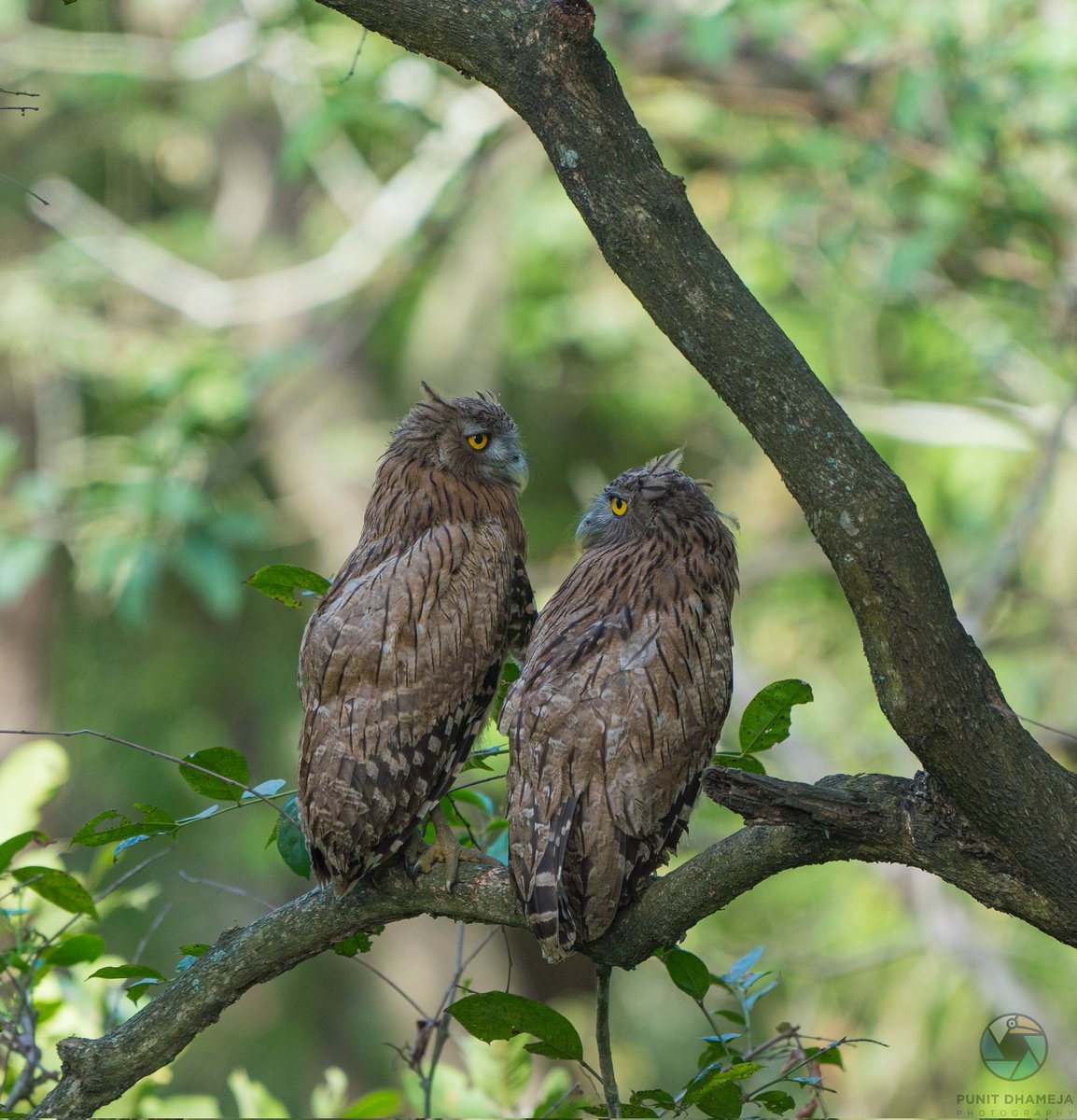 As we bid goodbye to 2023 let's reflect on all that happened and hope to be a better human being, have a great 2024. In frame #BrownFishOwl #indiaves #natgeoindia #birdwatching #ThePhotoHour #BirdsSeenIn2023 #naturephotography #TwitterNatureCommunity @ParveenKaswan