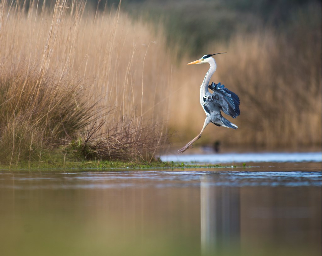 HAPPY NEW YEAR! January has landed; why not start 2024 as you mean to go on and visit our beautiful #naturereserve? We're open 10:30am-4pm today, so come along and blow those 2023 cobwebs away! 📸Katie Nethercoat, RSPB Images #NewYear #newyear2024