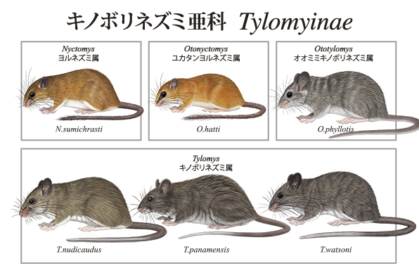 キノボリネズミ亜科 Tylomyinae まとめてみました。 #野生動物 #動物マニア #博物画 #動物イラスト #デジタルペイント #齧歯類 #げっ歯類 #ネズミ #動物図鑑 #プロクリエイト #キノボリネズミ