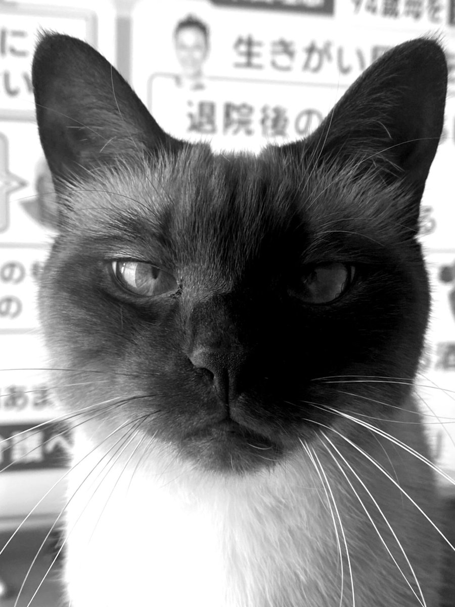 ydo1123's tweet photo. 今年は島根で年末楽しかった、ありがとう。気付けば結婚して2年越して、猫1匹と2人生活はすごく楽しかった来年も家族友達みんな元気でいい年でありますように✨ https://t.co/LEIMSafRoa