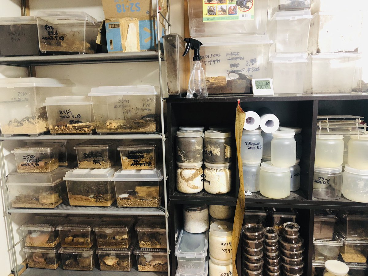 2023年大晦日

今年最後のクワカブ達のお世話
とにかく忙しかった1年でした。

来年も頑張り楽しもう！