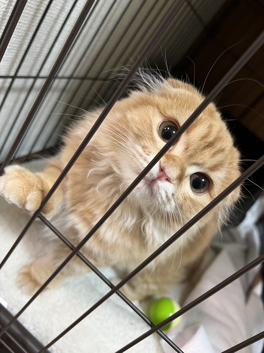 chiko2300416's tweet image. うちに新しい家族をお迎えしました😍😍
ボールはのお迎えはしばらく休憩かなぁ😑
しかし可愛いが目が痒いアレルギーなかったはずだが😭😭