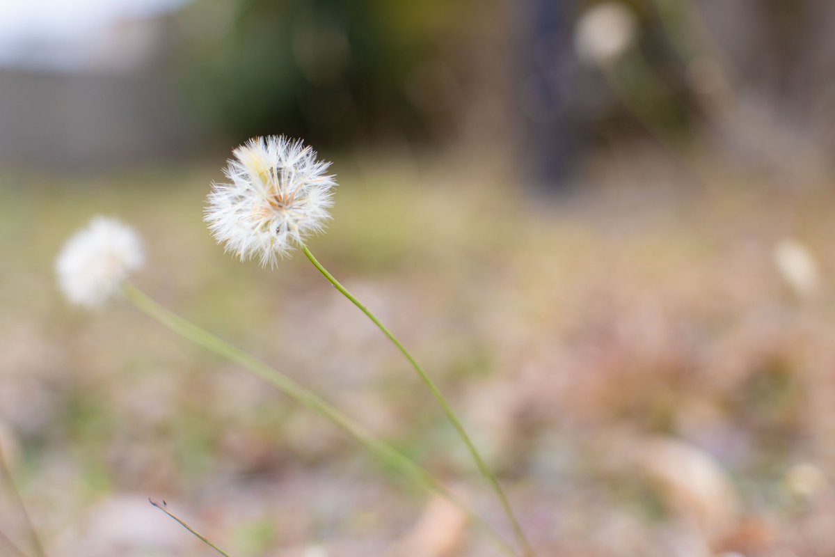 pieces_of_wisd1's tweet photo. 冬枯れの郊外を歩く年の瀬。
#オールドレンズ
#omzuiko #onzuiko50mmf12 #a73 #α73 https://t.co/8cv7EhOYrJ