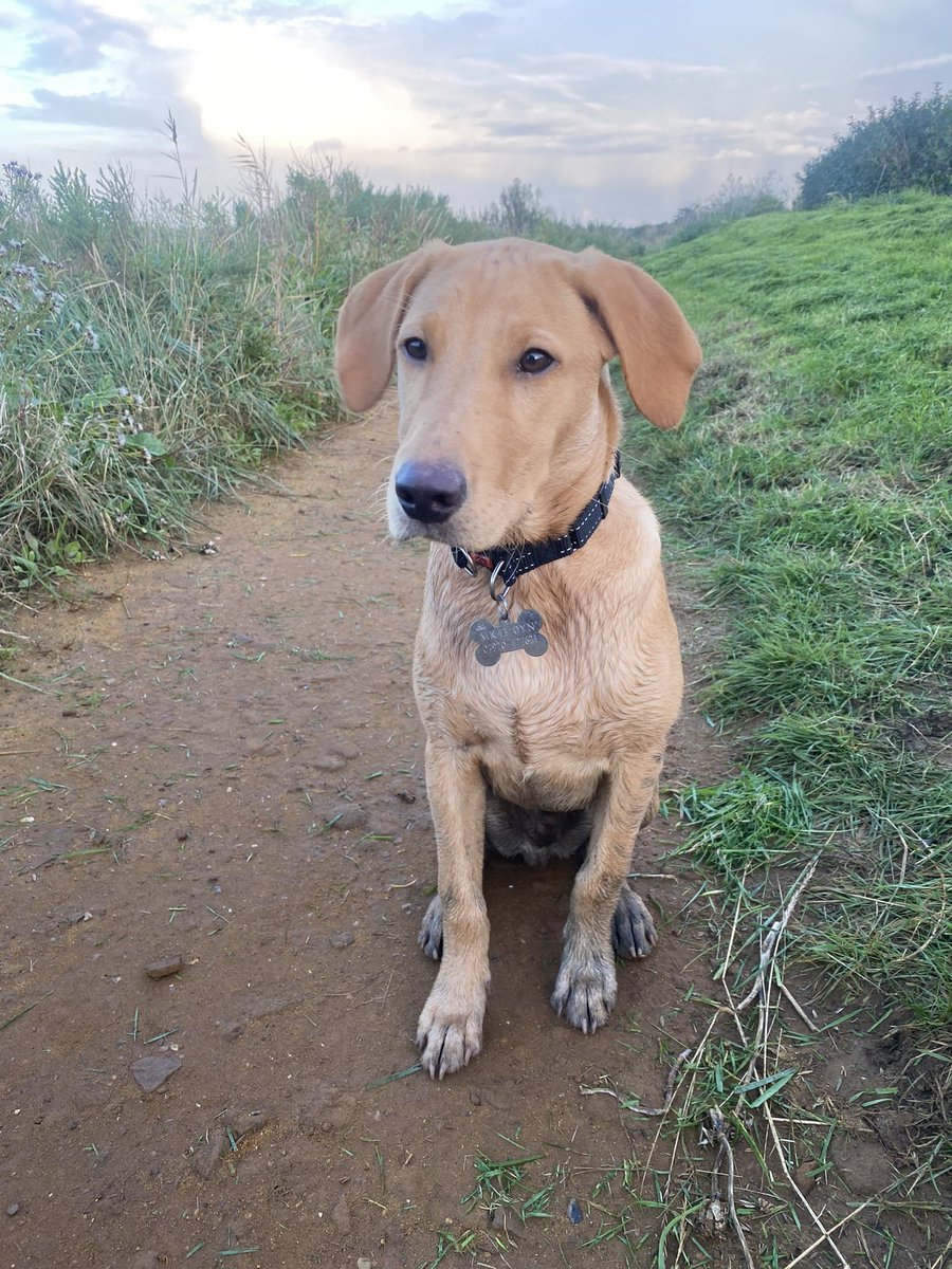 Rebecca Lea tweet media