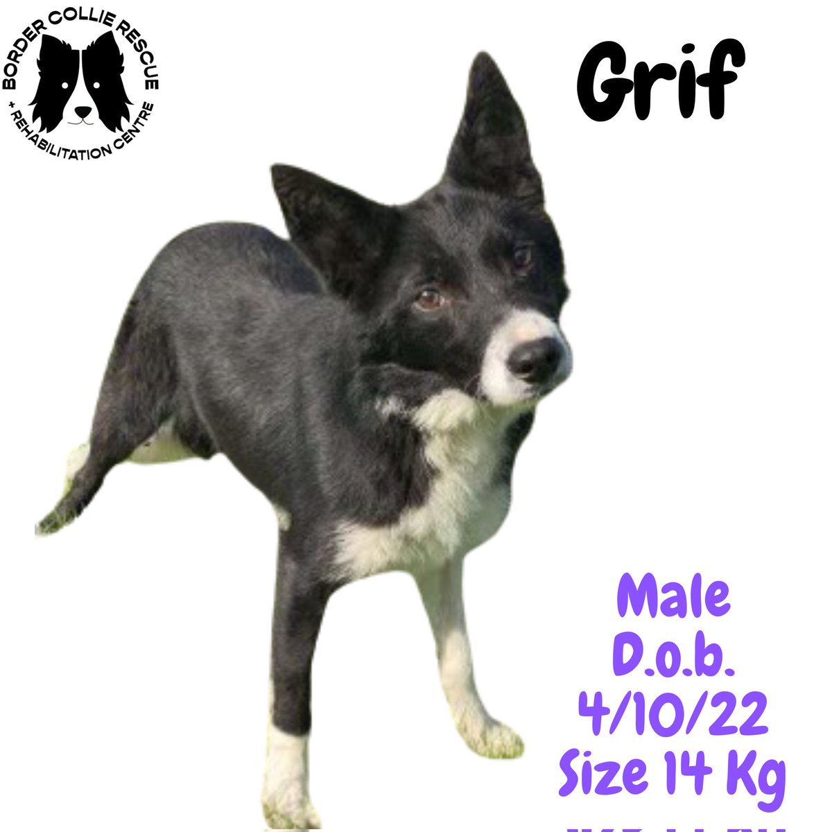 🐾🐾NEW ARRIVALS🐾🐾

This week we have had these 4 dogs in.  Welcome to the rescue FLO, JACK, GRIF &amp; PIPPIN 🖤🤍🐾

We are lucky that Flo, Jack &amp; Grif are all reserved for people who have been waiting a while as they fortunately did not need any rehab.l