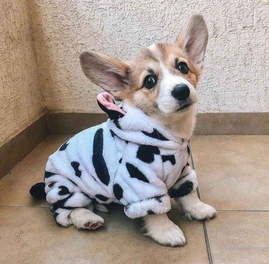 Such a cute cow!'😍🥰
Say 'yes' if you really corgi lover?
..
#corgipupples #corgistation #corgioftheday #corgirules #corgiears #corgimix #corgidaily