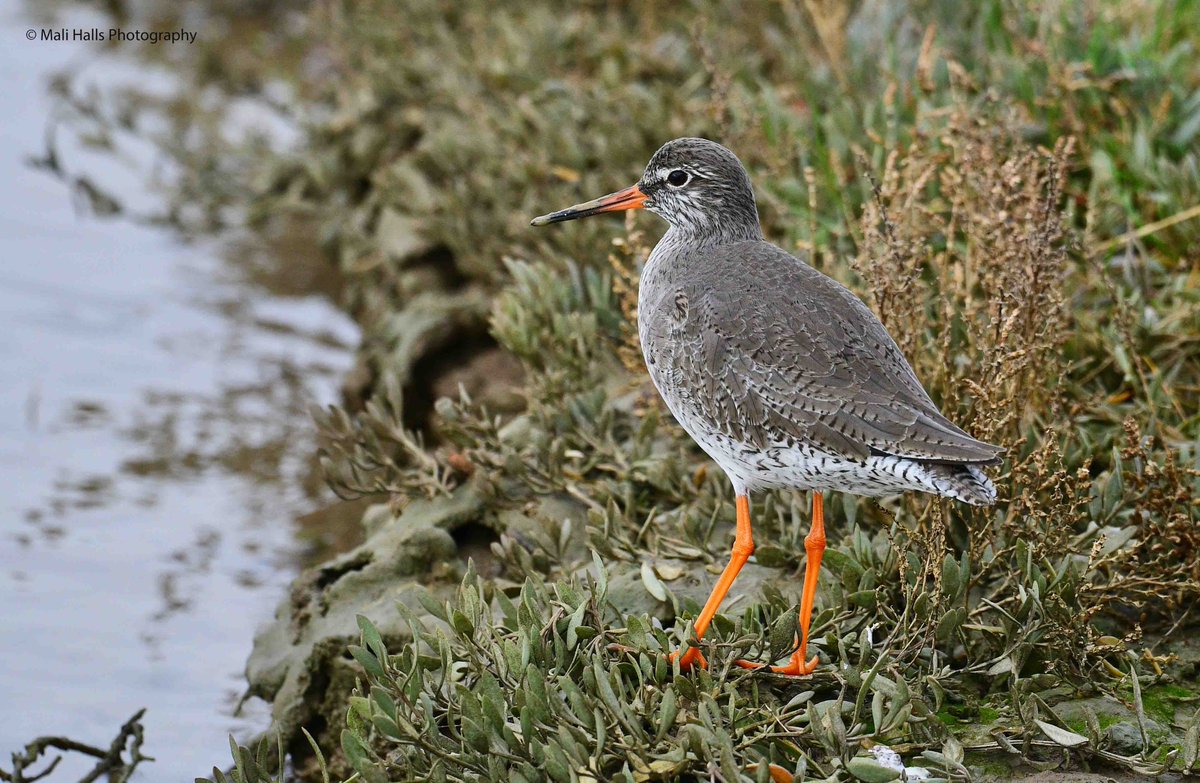 MaliHalls's tweet image. #Redshank.

#Morning #Tweeps, I hope your #day is #good...Its really #wet here.

#BirdTwitter #Nature #Photography #wildlife #birds #TwitterNatureCommunity #birding #NaturePhotography #birdphotography #WildlifePhotography #Nikon