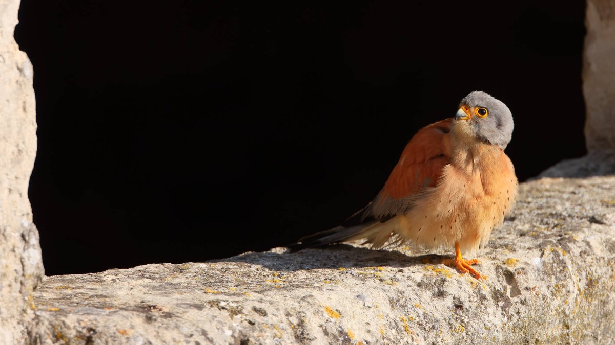 @lifefalkon tweet media