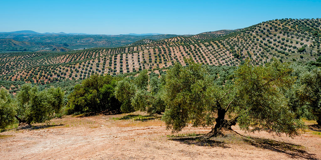 La recogida de la aceituna, el ingrediente principal del aceite de oliva💚, es una tradición en comunidades como #Andalucía o #Extremadura. 🥰 

¡Visítalas y participa en ello! 👏

👉 bit.ly/3V0xdMh

#TeMerecesEspaña #VisitSpain #SpainSustainable