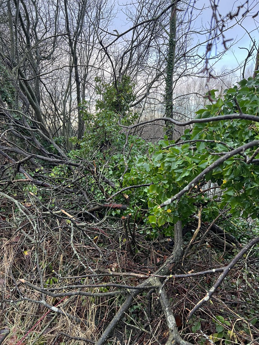 CHEESETITS2011's tweet photo. Take a look at the trees down a road or street you’ll notice they are all becoming overgrown with Ivy, this is slowly strangling & weakening them. If you look at the majority of trees “gone over” in strong winds they’re covered in Ivy😬
Ivy is KILLING TREES😏
#FreeTheTrees 🌳 https://t.co/XBYeDzDItw