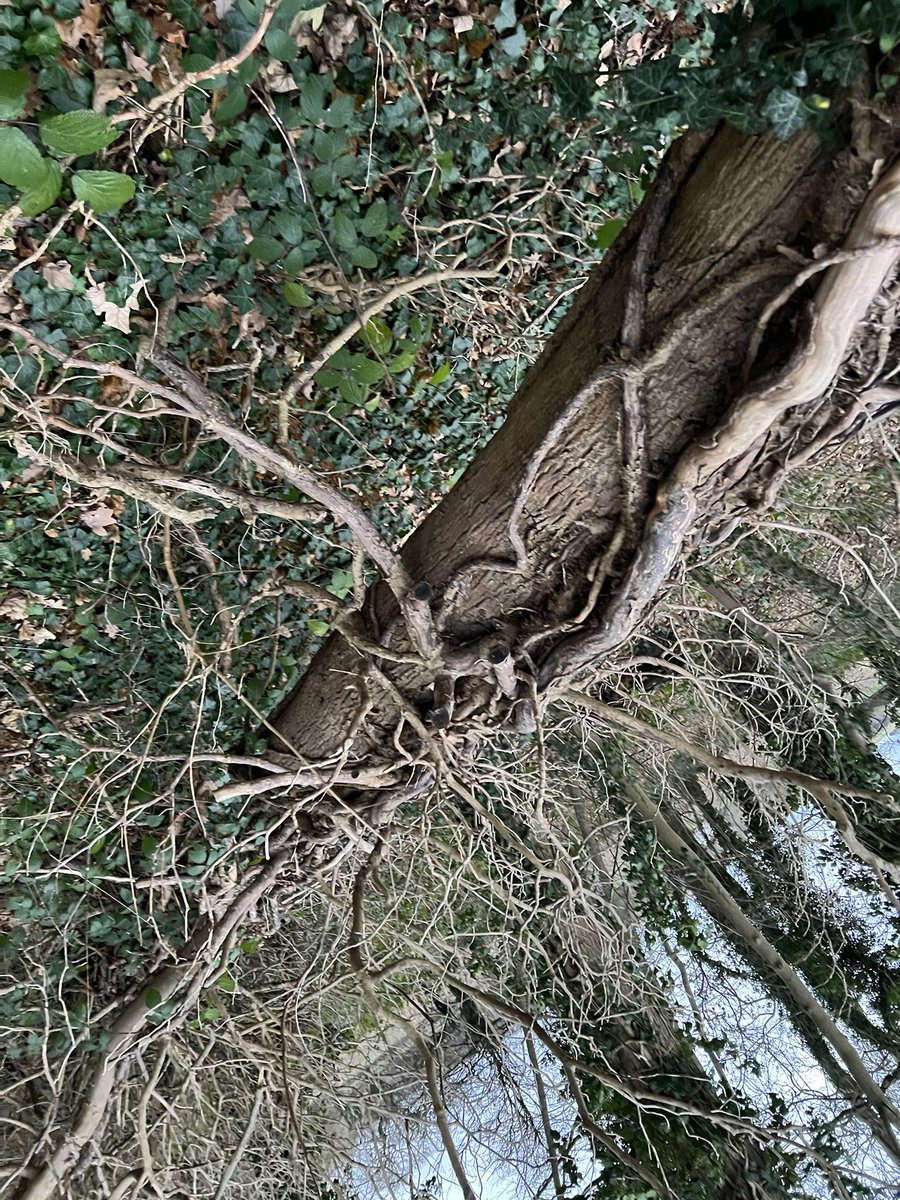 CHEESETITS2011's tweet photo. Take a look at the trees down a road or street you’ll notice they are all becoming overgrown with Ivy, this is slowly strangling & weakening them. If you look at the majority of trees “gone over” in strong winds they’re covered in Ivy😬
Ivy is KILLING TREES😏
#FreeTheTrees 🌳 https://t.co/XBYeDzDItw
