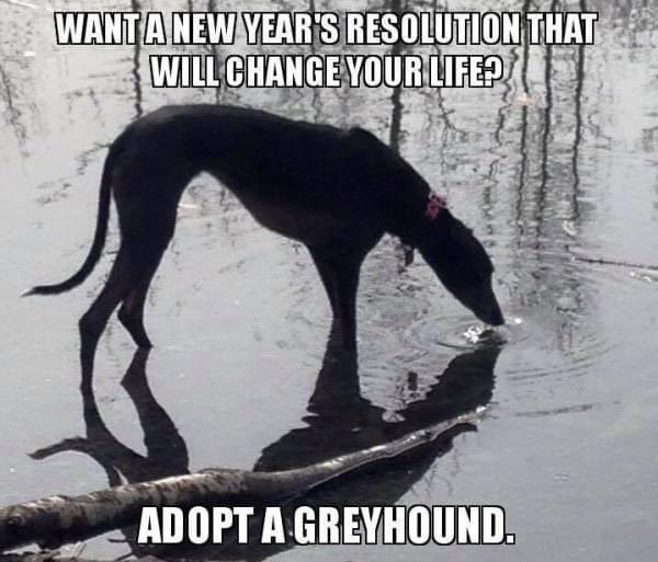 Once you adopt a greyhound you won’t stop