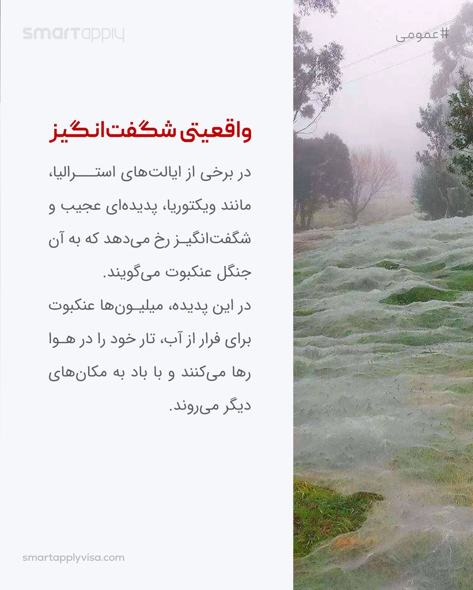 mysmartapply's tweet photo. 😮جنگل عنکبوت استرالیا، واقعیست یا تخیلی؟

#عمومی

/اسمارت اپلای
_____
#رشتو
#smartapply #اسمارت_اپلای

#استرالیا #ترسناک #منابع_غذایی #عنکبوت #زیستگاه #حشرات #عجیب #جالب #چندش #سوسک #جنگل #زندگی https://t.co/kfHxsd8Qbl