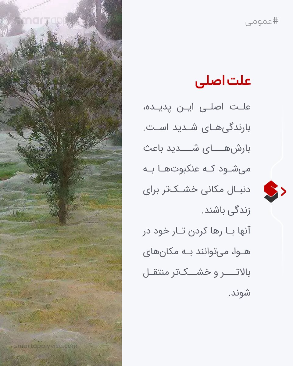 mysmartapply's tweet photo. 😮جنگل عنکبوت استرالیا، واقعیست یا تخیلی؟

#عمومی

/اسمارت اپلای
_____
#رشتو
#smartapply #اسمارت_اپلای

#استرالیا #ترسناک #منابع_غذایی #عنکبوت #زیستگاه #حشرات #عجیب #جالب #چندش #سوسک #جنگل #زندگی https://t.co/kfHxsd8Qbl