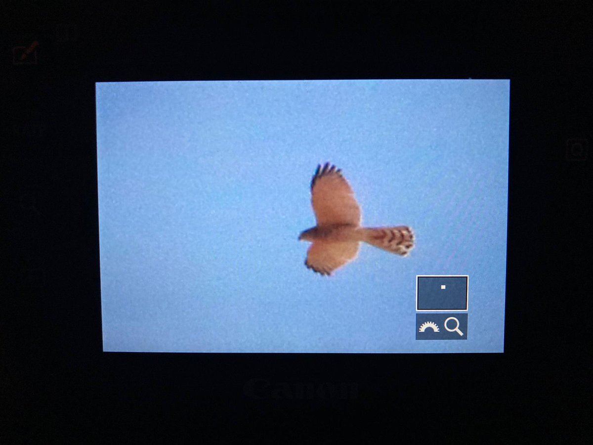 leturkbirder's tweet photo. Kuwait: Back at the farm..Pic by  @BMcCloskey_98 https://t.co/anwJFiPJL1