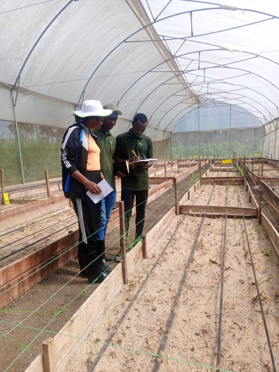 Spending My Last Day of 2023 In Greenhouse, ready to produce more by 2024 🥳. 

#agriculture #FarmersProtest #FoodSecurity #ModernFarming