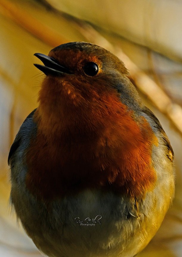 Robin 🥰🥰 #dailyrobin #NaturePhotography #birdphotography #birds