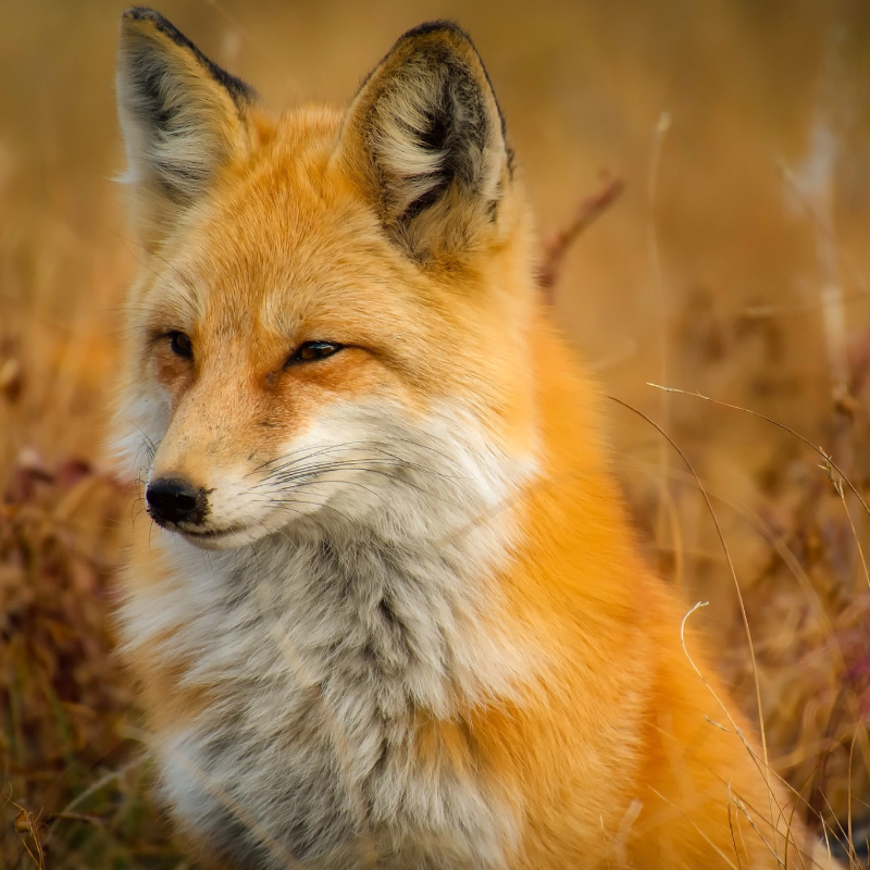 New Year's Day is the biggest day of the year for fox hunts across the country.

So help us ruin their big day. 

RT this and drop us a follow if you're against the sick pastime of fox hunting. 

Support wildlife this year.