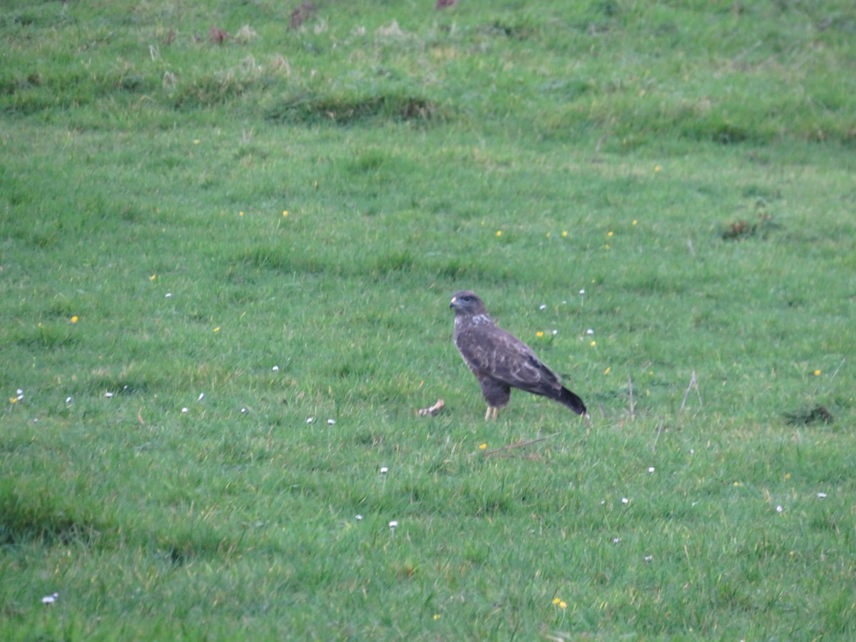 Buzzard enjoying what is left of the turkey carcass in my garden this morning, Yoletown, Wexford. @WildWexford