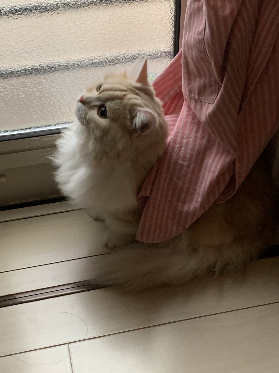 ぱっち:「エプロン好きれし。」