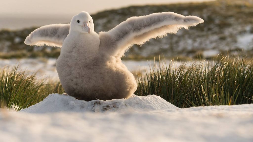 Albatrosses travel long distances in pursuit of food and encounter fishing vessels not equipped with seabird bycatch mitigation measures. Bycatch continues, as does the albatross population decline. There is still work to be done, so our mission continues in 2024. 📸:Derren Fox
