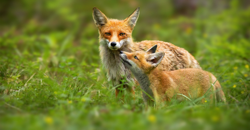 Protect the Wild tweet media