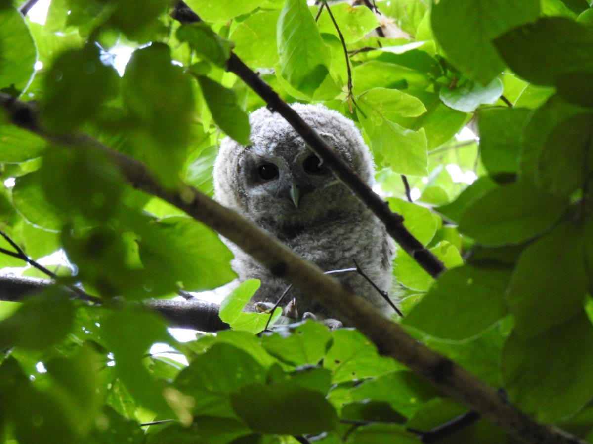 Owls, goshawks and woodpeckers all feature in my review of 2023, my best year of birding to date: kosicepatchbirding.wordpress.com/2023/12/31/rev…