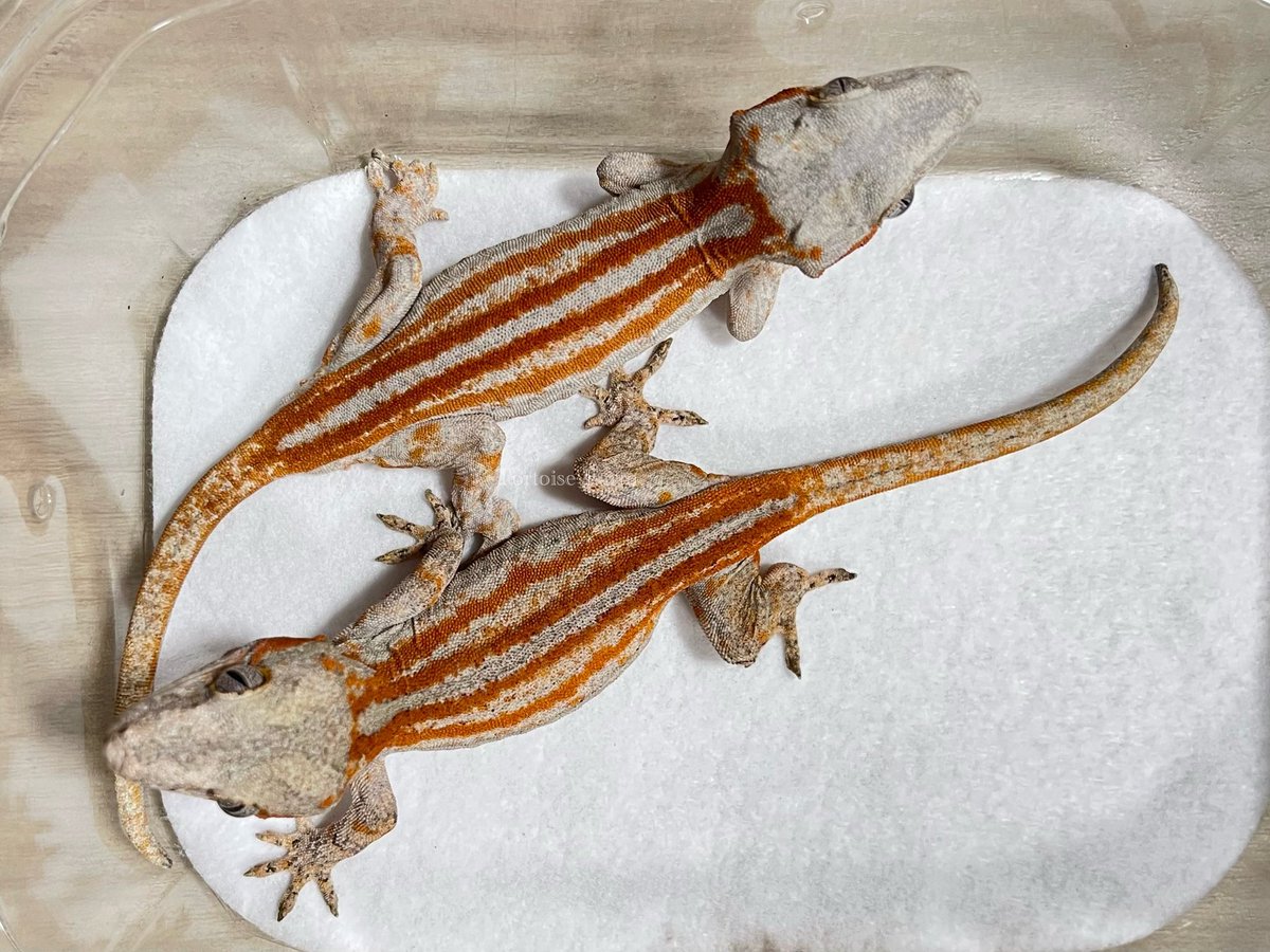 年末年始の紅白っぽい
ガーゴイルゲッコー

昨年は色々お世話になりました。

明けましておめでとうございます。

今年も宜しくお願い致します🙇

#ガーゴイルゲッコー
#レッドストライプ
#オレンジストライプ
#ストライプ
#ブロッチ
#元旦
#紅白
#Gargoylegecko
#Rhacodactylusauriculatus