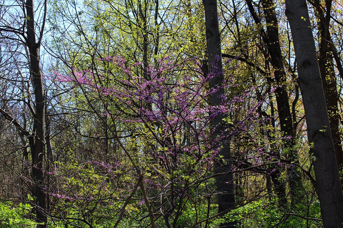 Colors of Spring. Taken May, 2022.

#GuruShots #trees #spring #secormetropark #photography #photographer  #springphotography #outdoorphotography #ShootinThe419 #KlipPics #picoftheday
