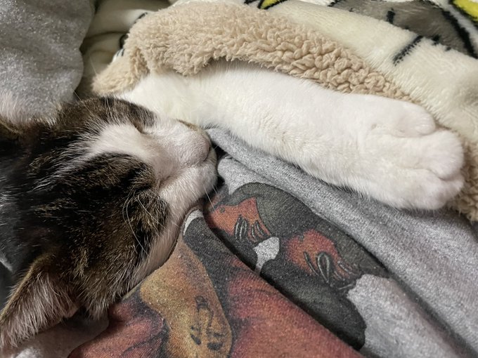 ネットフリックスにダンジョンズ&amp;ドラゴンズがきてたからそれを見ながら酒を飲み、猫を膝に乗せてたら明けててワロタ 