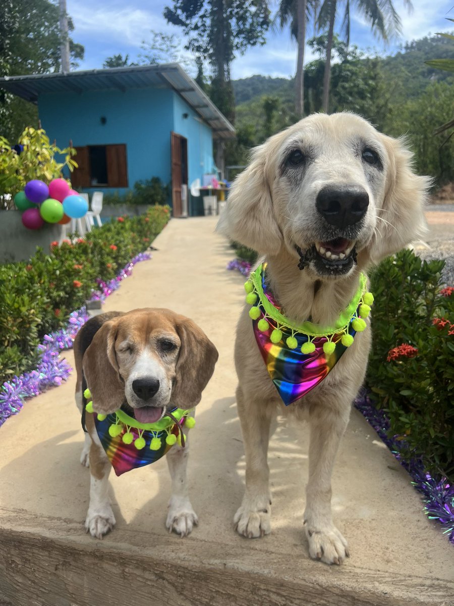 Niall Harbison tweet media