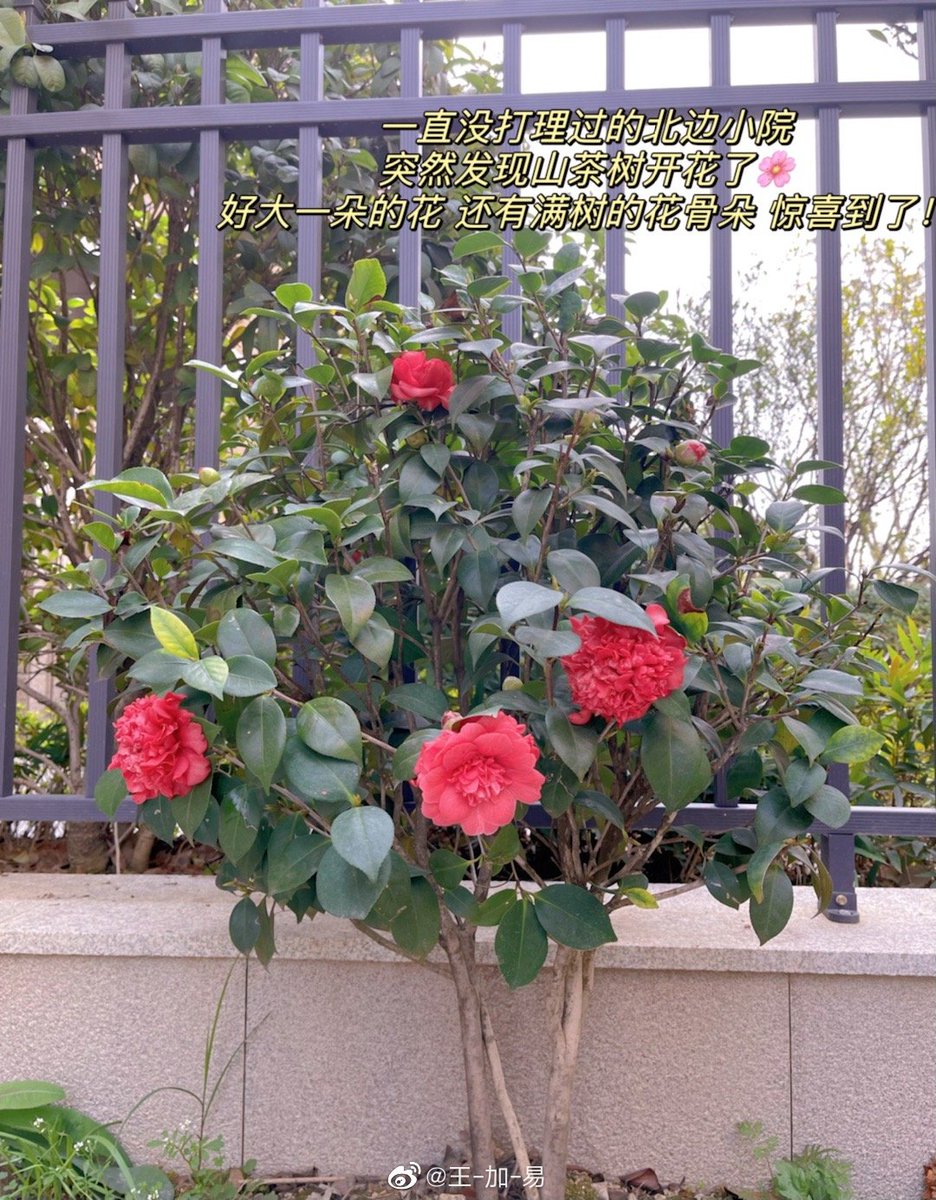 Mexatooth (@mexatooth63877) on Twitter photo 