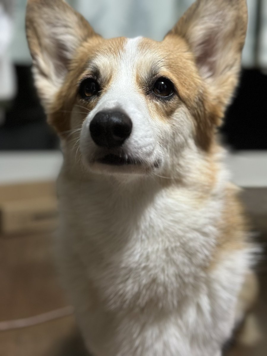 今年も一年、お世話になりました♪

来年からも陽気印フレンと元気印ライフをよろしくお願いします🥳

#犬 #コーギー #dog #corgi