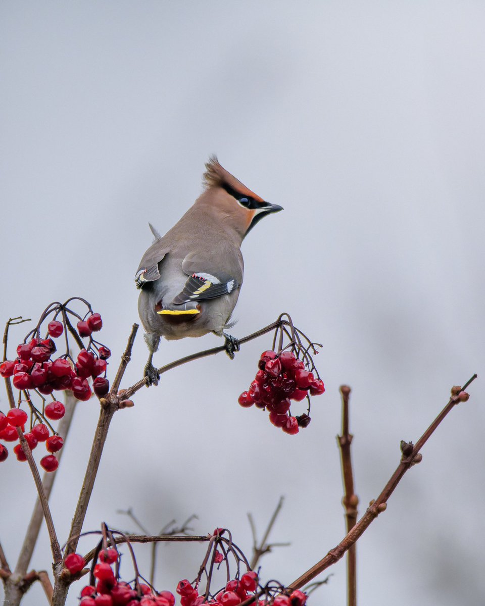 Joined the party yesterday pm in the dull and damp conditions at Chew and despite having to wait a couple of hours I jumped from the car almost as fast as a young lad in the adjacent car. Not sure who was the more excited but it could have been me!