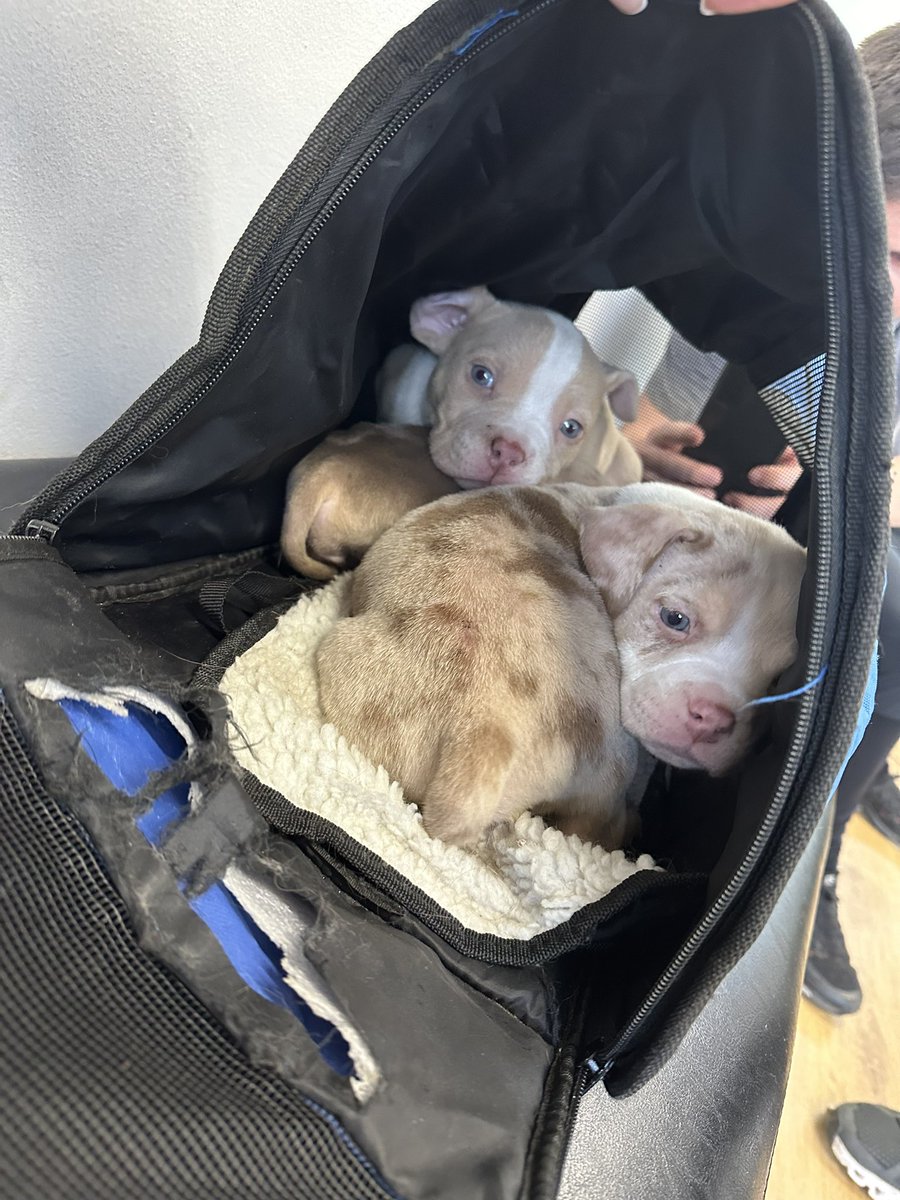 Some shithouse has left these puppies outside on Muirhead by the vets, barbers have taken them in and they’ve been taken to the 24 hour vets on Eaton road who said they’d help rehome them… but If anyone can rehome these please get down to the vets and look after them ❤️🤞🏼