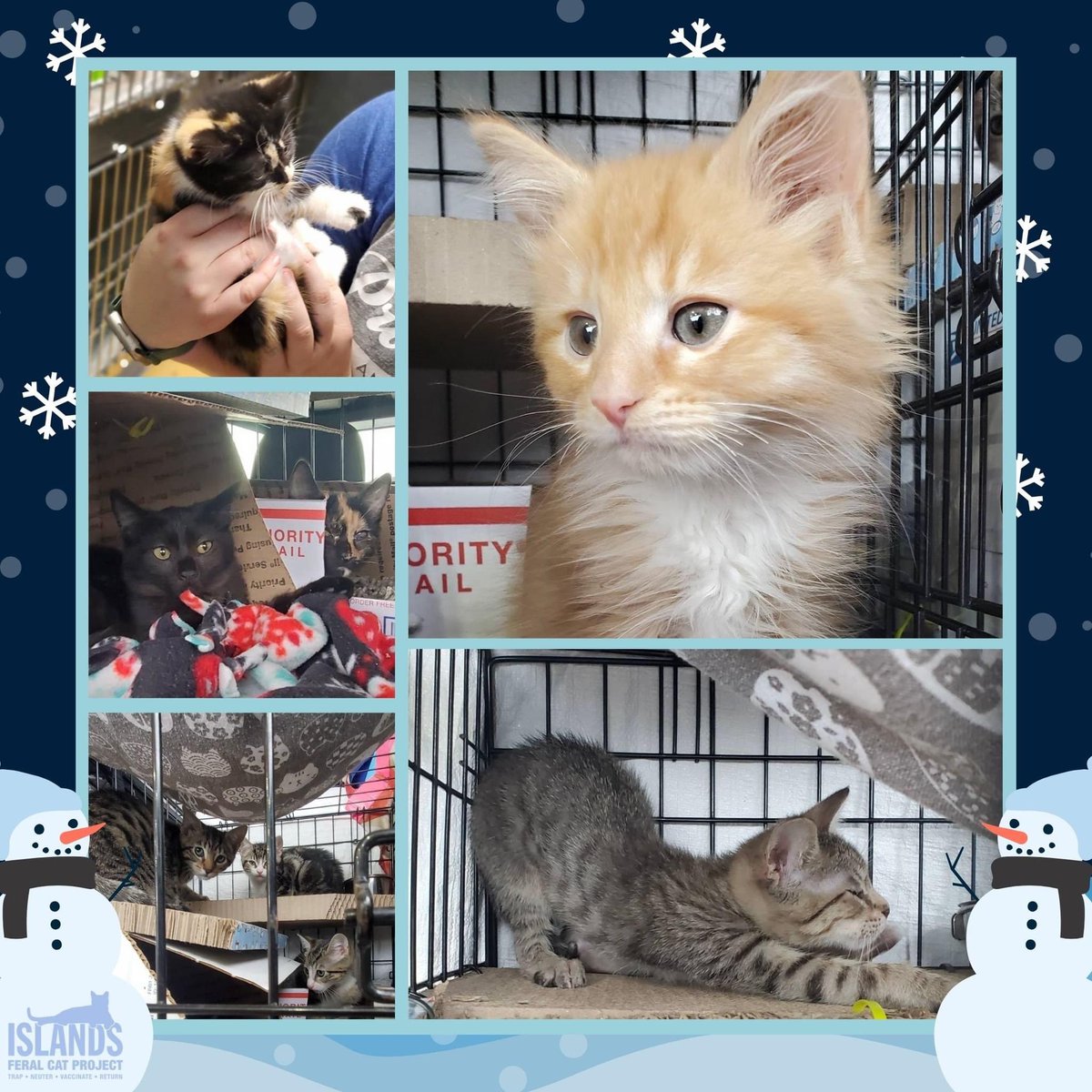 A very special delivery happened this week! Some holiday travelers include 8 Islands Feral Cat Project kittens! These kitties traveled to PA to find their furrever homes. Transport is just one of the ways IFCP saves kitty lives in our area.