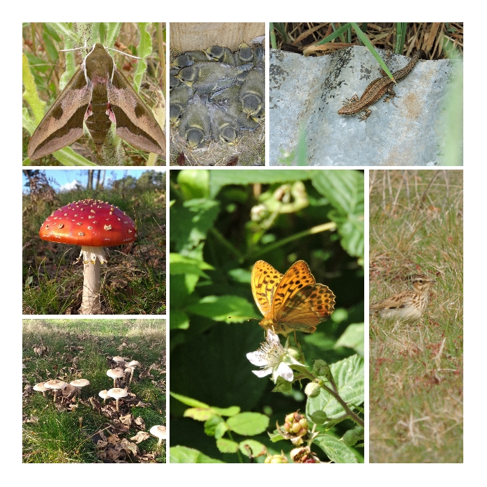 Despite quite wet weather at times still been a good year for wildlife sightings @PurdisHeathGolf Possibly best year ever for fungi, breeding birds did OK and some nice insects about. Hopefully more great wildlife to be seen in 2024! @Ecology1BIGGA @golfenvawards