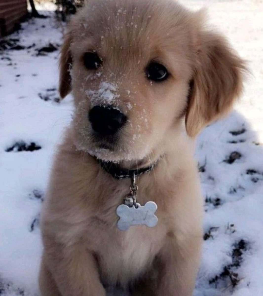 puppies video tweet media