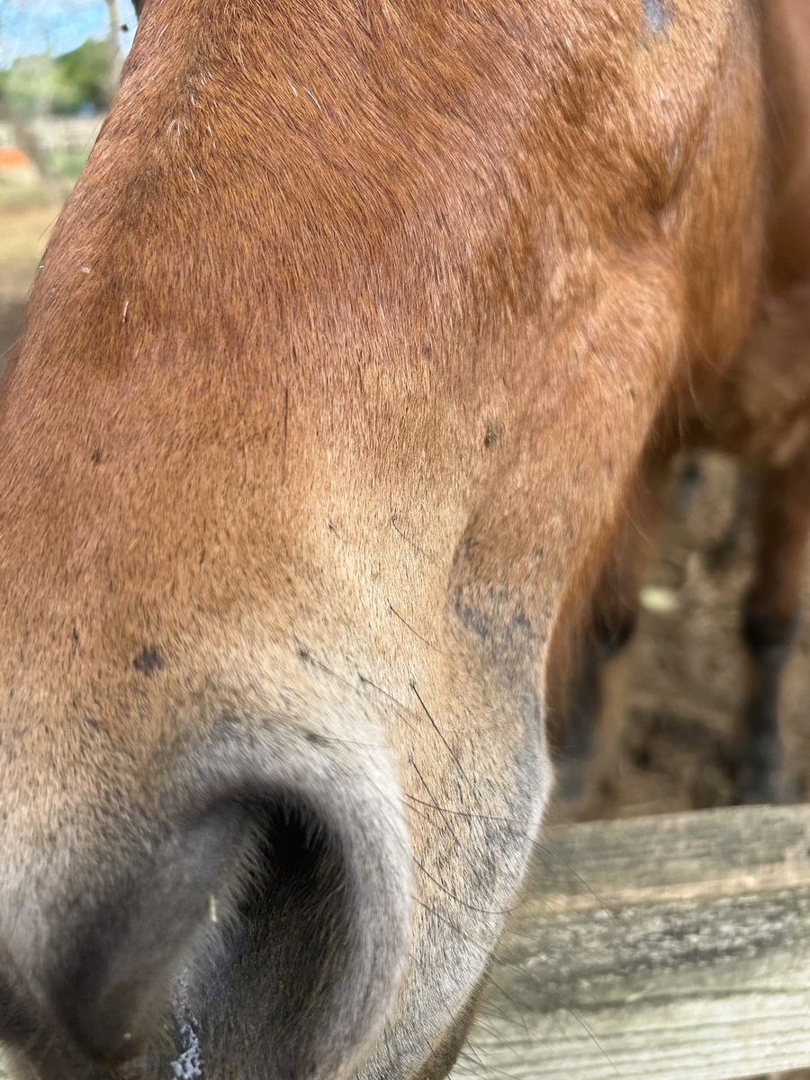 まいぱりさんにいた宮古馬たち🐎
競馬も好きですが、馬が大好き！

今年もあと３時間ちょっと！
ありがとうございました😊！

年末年始の長期休暇久しぶりなので満喫します✨