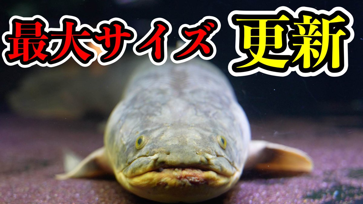 youtu.be/LhYAxiHMAoQ

生撮影　最大サイズ更新

コンゴ便！

可愛いポリプテルスも大量入荷
人気牙魚も来たぜ！！

＃アクア界の湾岸　＃ポリプテルス
＃熱帯魚　＃レトロピンニス
＃コンギクス
＃ゴリアテタイガー