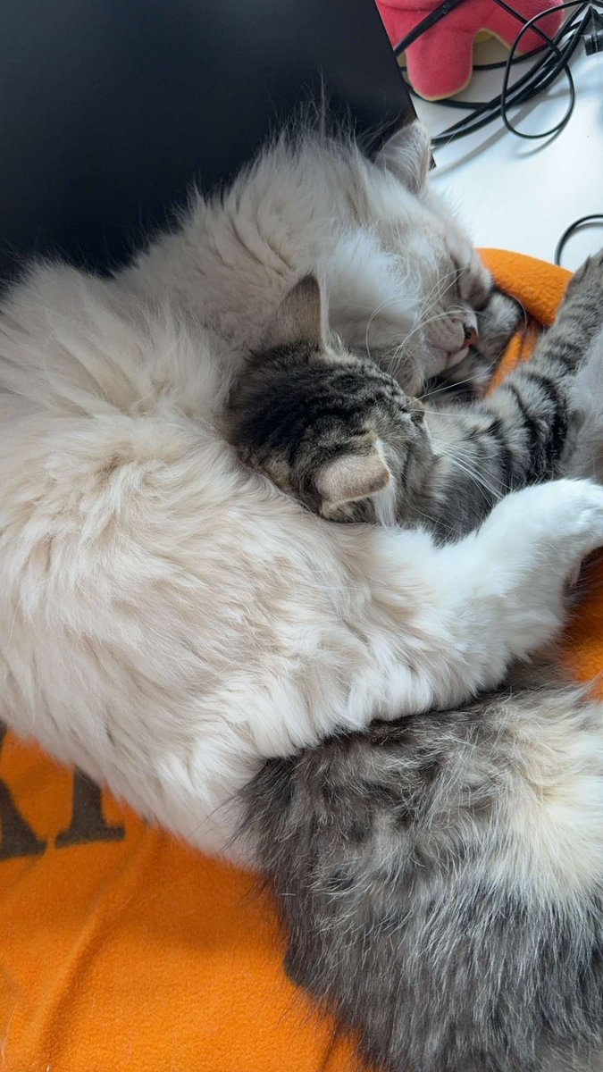 I think I forgot to show u guys Floki… so here he is 💛 He was besties with Neo after one day 🥹