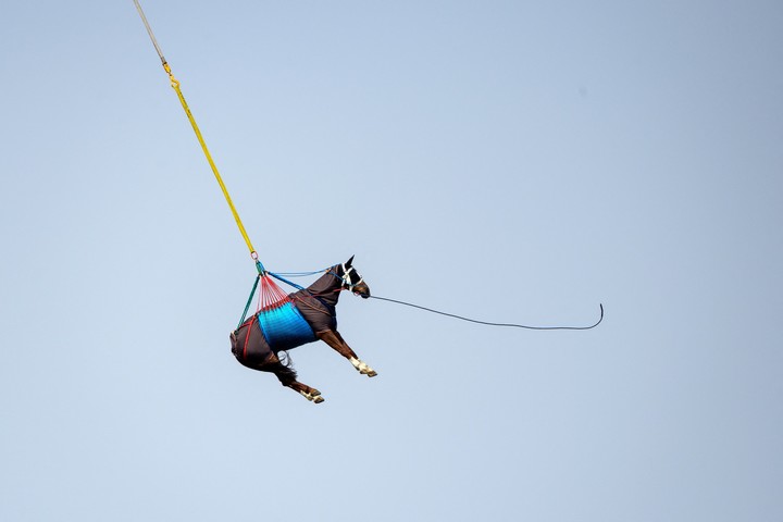 Una imagen tomada en Saignelegier muestra el transporte aéreo de un caballo durante una prueba realizada por las fuerzas del ejército suizo para elevar caballos con un helicóptero. - El proyecto científico, llevado a cabo por la facultad de medicina veterinaria Vetsuisse y el