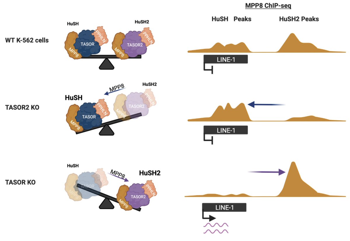 Lewis Lab (@peterlewislab) on Twitter photo The HuSH complex silences retrotransposons in vertebrates. Our latest manuscript introduces HuSH2 and delves into the fascinating interplay of two paralogous HuSH complexes in governing LINE-1 silencing. Credits to <a href="/Zena_Jen/">Zena Jensvold</a> and <a href="/aechristenson/">Anna Christenson</a>. doi.org/10.1101/2023.1ā¦. The HuSH complex silences retrotransposons in vertebrates. Our latest manuscript introduces HuSH2 and delves into the fascinating interplay of two paralogous HuSH complexes in governing LINE-1 silencing. Credits to <a href="/Zena_Jen/">Zena Jensvold</a> and <a href="/aechristenson/">Anna Christenson</a>. doi.org/10.1101/2023.1ā¦.