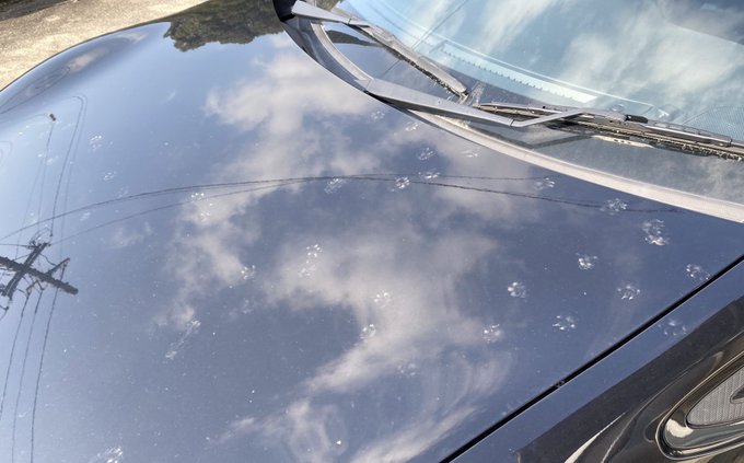 ボンネットにつけられた猫ちゃんの足跡可愛いから見て