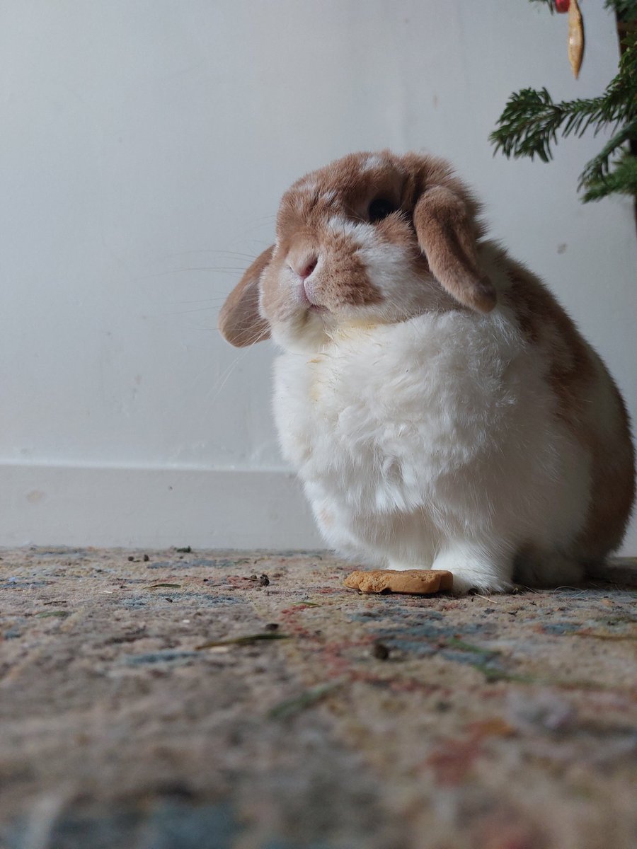 Neville just stole a mini gingerbread man from me and I don't think he has any intention of returning it. His fluff is now stained with ginger. Sigh. #bunny #rabbit