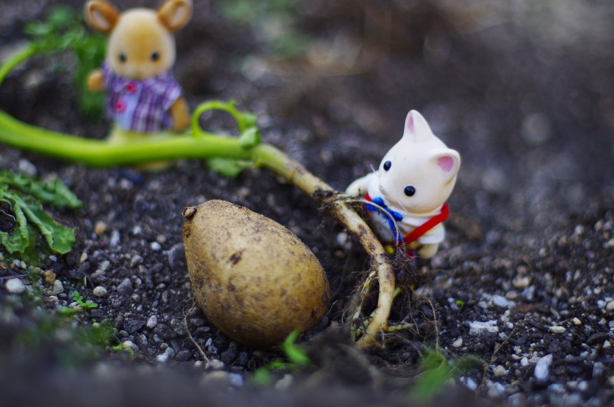 発見！超特大じゃがいも🥔
#シルバニアファミリー #sylvanianfamilies #じゃがいも #じゃがいも🥔 #シルクネコの男の子 #pentaxk5 #50mmf14