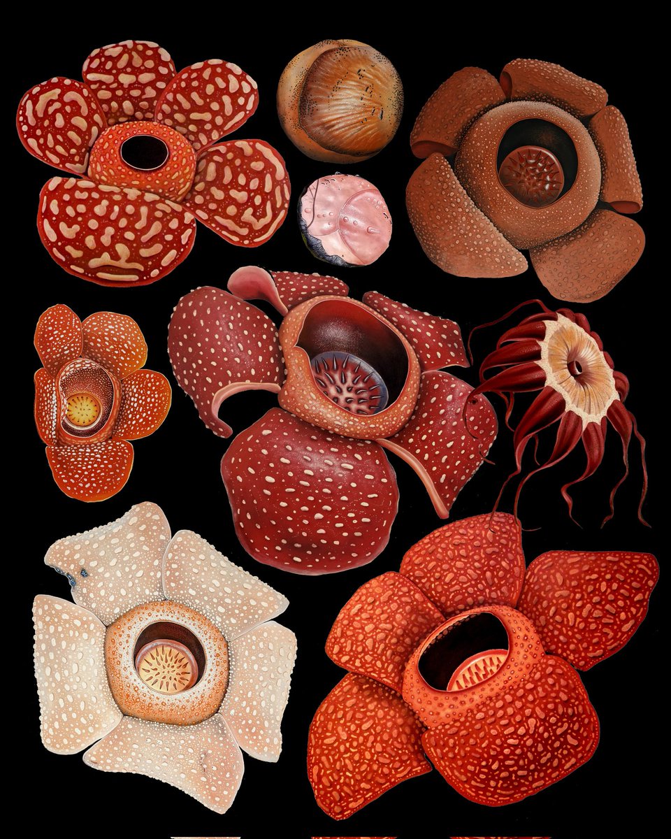 The Rafflesia family contains the world’s largest flowers, spanning up to a metre across. Here are some I have painted in oils over the last few years, inspired by my adventures in Southeast Asia alongside some inspirational foresters and conservation heroes.